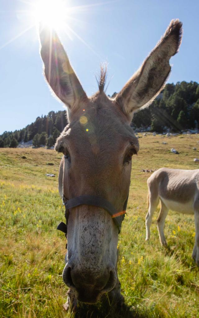 Anes dans le Vercors