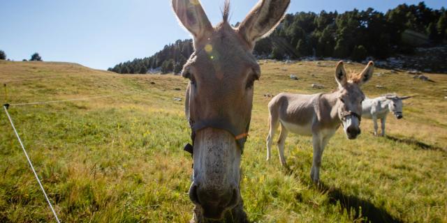 Anes dans le Vercors