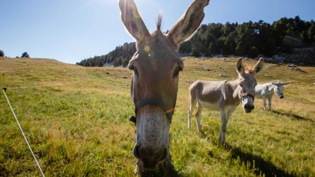 Anes dans le Vercors