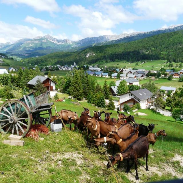 Corrençon Chevrerie Cabrioles