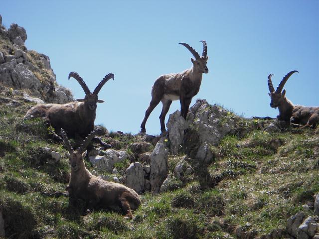 Bouquetins Villard de Lans