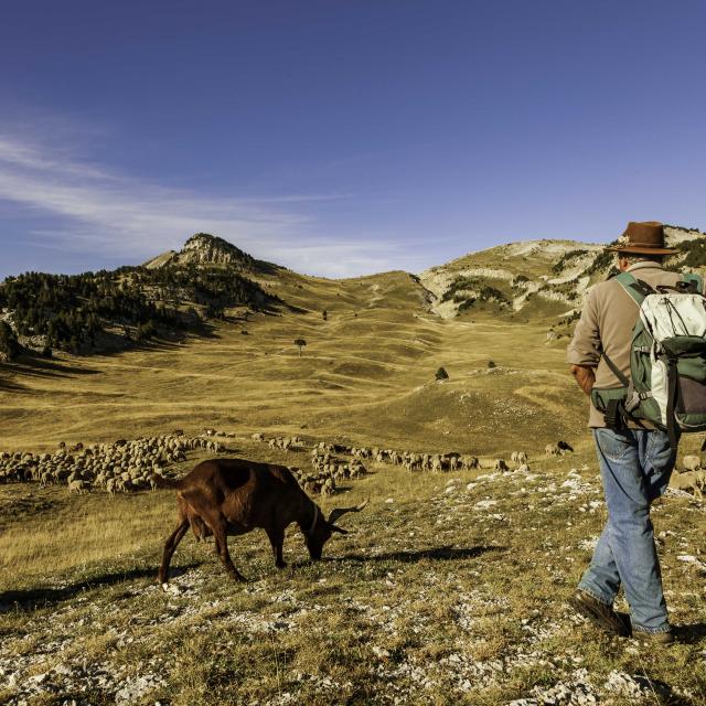 ©P. Conche - Plateau du Vercors