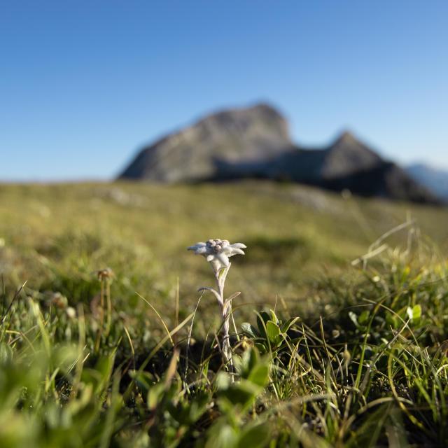 Edelweiss