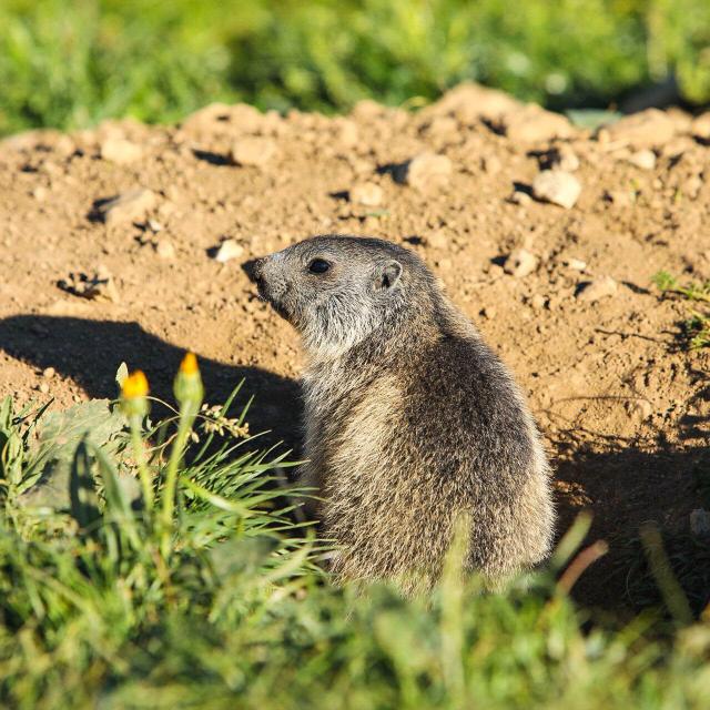 ©Itinera Magica Activites Plein Air - Marmotte