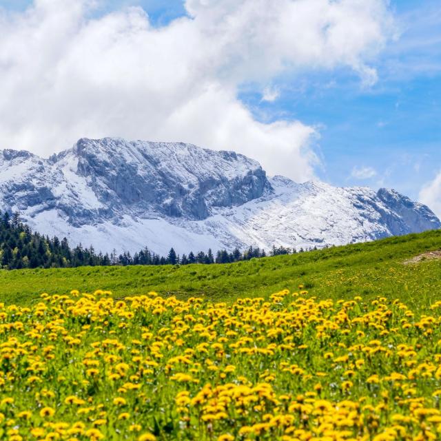 carolesavary-paysage-printemps.jpg