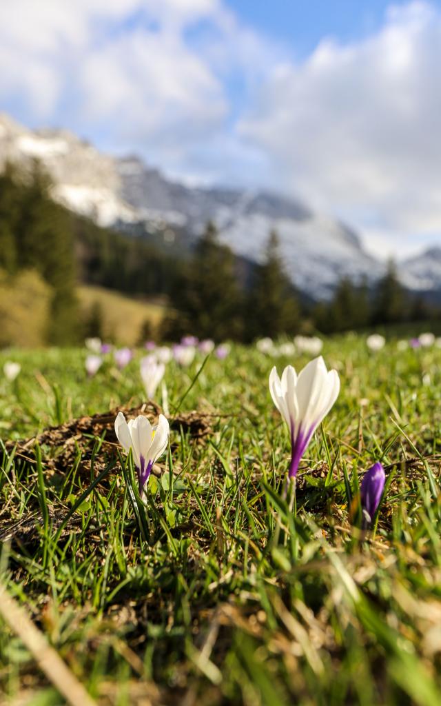 Printemps (5)© Claire Szymanek