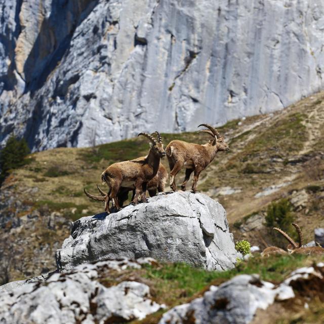 ©claire Szymanek Bouquetins Villard De Lans