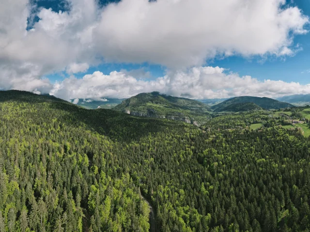 Foret Vercors Bois Barbu