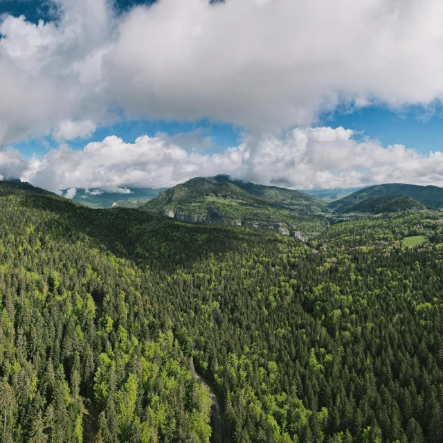 Foret Vercors Bois Barbu