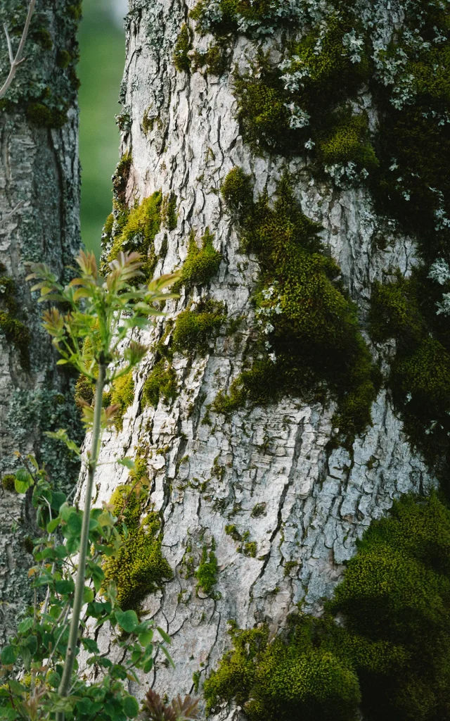 240521 Ambiance forêt à Bois Barbu